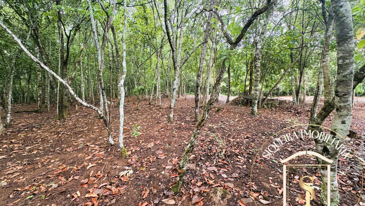Siqueira Imóveis de Pirenópolis / Goiás / BrasilVenda de Casa em Brasília é na Siqueira Imobiliária de Pirenópolis / Imobiliária de Goiás / Imobiliária do Brasil / Imobiliária do Centro-Oeste / Pirenópolis Imóveis / Imóveis Pirenópolis / Imobiliária de Pirenópolis / Pirenópolis Imobiliária / Goiás Imóveis / Brasil Imóveis / Pirenópolis / Goiás / Brasil / Siqueira Imobiliária de Goiás / Consultoria Imobiliária / Consultor Imobiliário / Venda de Imóveis Pirenópolis / Melhor Imobiliária de Pirenópolis / Venda de pousadas / Venda de terrenos / venda de casas/ Venda de Lotes / Venda de Chácara / Venda de Fazenda / Venda de Apartamentos / Venda de Flat / Venda de Sítio / Brasília Imóveis / Goiânia Imóveis / Imobiliária de Goiânia / Imobiliária de Brasília/ Imobiliária em Pirenópolis / Imobiliária de Pirenópolis / Condomínio Fechado Vaga Fogo / Condomínio Paço da Estalagem / Condomínio Parque da Estalagem / Condomínio Quinta do Sol / Condomínio Fechado Pirenópolis / Cachoeiras Pirenópolis / Restaurante Pirenópolis /Siqueira Imóveis de Pirenópolis / Goiás / BrasilVenda de Casa em Brasília é na Siqueira Imobiliária de Pirenópolis / Imobiliária de Goiás / Imobiliária do Brasil / Imobiliária do Centro-Oeste / Pirenópolis Imóveis / Imóveis Pirenópolis / Imobiliária de Pirenópolis / Pirenópolis Imobiliária / Goiás Imóveis / Brasil Imóveis / Pirenópolis / Goiás / Brasil / Siqueira Imobiliária de Goiás / Consultoria Imobiliária / Consultor Imobiliário / Venda de Imóveis Pirenópolis / Melhor Imobiliária de Pirenópolis / Venda de pousadas / Venda de terrenos / venda de casas/ Venda de Lotes / Venda de Chácara / Venda de Fazenda / Venda de Apartamentos / Venda de Flat / Venda de Sítio / Brasília Imóveis / Goiânia Imóveis / Imobiliária de Goiânia / Imobiliária de Brasília/ Imobiliária em Pirenópolis / Imobiliária de Pirenópolis / Condomínio Fechado Vaga Fogo / Condomínio Paço da Estalagem / Condomínio Parque da Estalagem / Condomínio Quinta do Sol / Condomínio Fechado Pirenópolis / Cachoeiras Pirenópolis / Restaurante Pirenópolis /Siqueira Imóveis de Pirenópolis / Goiás / BrasilVenda de Casa em Brasília é na Siqueira Imobiliária de Pirenópolis / Imobiliária de Goiás / Imobiliária do Brasil / Imobiliária do Centro-Oeste / Pirenópolis Imóveis / Imóveis Pirenópolis / Imobiliária de Pirenópolis / Pirenópolis Imobiliária / Goiás Imóveis / Brasil Imóveis / Pirenópolis / Goiás / Brasil / Siqueira Imobiliária de Goiás / Consultoria Imobiliária / Consultor Imobiliário / Venda de Imóveis Pirenópolis / Melhor Imobiliária de Pirenópolis / Venda de pousadas / Venda de terrenos / venda de casas/ Venda de Lotes / Venda de Chácara / Venda de Fazenda / Venda de Apartamentos / Venda de Flat / Venda de Sítio / Brasília Imóveis / Goiânia Imóveis / Imobiliária de Goiânia / Imobiliária de Brasília/ Imobiliária em Pirenópolis / Imobiliária de Pirenópolis / Condomínio Fechado Vaga Fogo / Condomínio Paço da Estalagem / Condomínio Parque da Estalagem / Condomínio Quinta do Sol / Condomínio Fechado Pirenópolis / Cachoeiras Pirenópolis / Restaurante Pirenópolis /Siqueira Imóveis de Pirenópolis / Goiás / BrasilVenda de Casa em Brasília é na Siqueira Imobiliária de Pirenópolis / Imobiliária de Goiás / Imobiliária do Brasil / Imobiliária do Centro-Oeste / Pirenópolis Imóveis / Imóveis Pirenópolis / Imobiliária de Pirenópolis / Pirenópolis Imobiliária / Goiás Imóveis / Brasil Imóveis / Pirenópolis / Goiás / Brasil / Siqueira Imobiliária de Goiás / Consultoria Imobiliária / Consultor Imobiliário / Venda de Imóveis Pirenópolis / Melhor Imobiliária de Pirenópolis / Venda de pousadas / Venda de terrenos / venda de casas/ Venda de Lotes / Venda de Chácara / Venda de Fazenda / Venda de Apartamentos / Venda de Flat / Venda de Sítio / Brasília Imóveis / Goiânia Imóveis / Imobiliária de Goiânia / Imobiliária de Brasília/ Imobiliária em Pirenópolis / Imobiliária de Pirenópolis / Condomínio Fechado Vaga Fogo / Condomínio Paço da Estalagem / Condomínio Parque da Estalagem / Condomínio Quinta do Sol / Condomínio Fechado Pirenópolis / Cachoeiras Pirenópolis / Restaurante Pirenópolis /